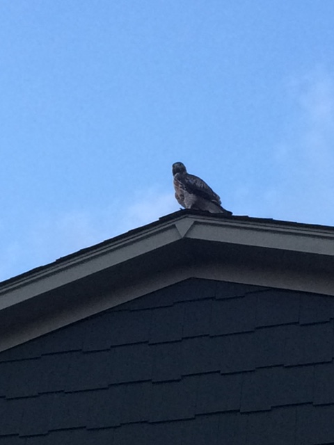 The hawk on top of our house