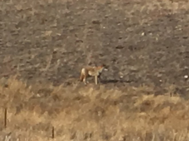 Not the clearest but there he is